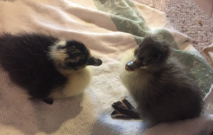 ST. ALBANS CITY SCHOOL DUCK UPDATE